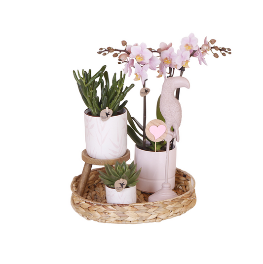 Kolibri Company | Gift set Love pink| Plantenset met roze Phalaenopsis Orchidee en Succulenten incl. keramieken sierpotten