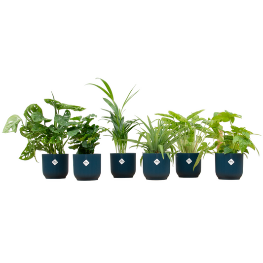 Verrassingsbox - 6 planten inclusief elho Vibes Fold Round Ø14