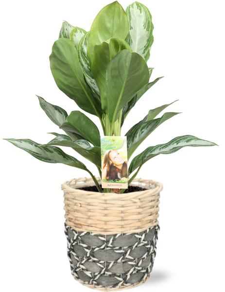 Aglaonema Silver Bay - Ø17cm - ↕55cm + Lexi Pot D19x19cm - Grijs