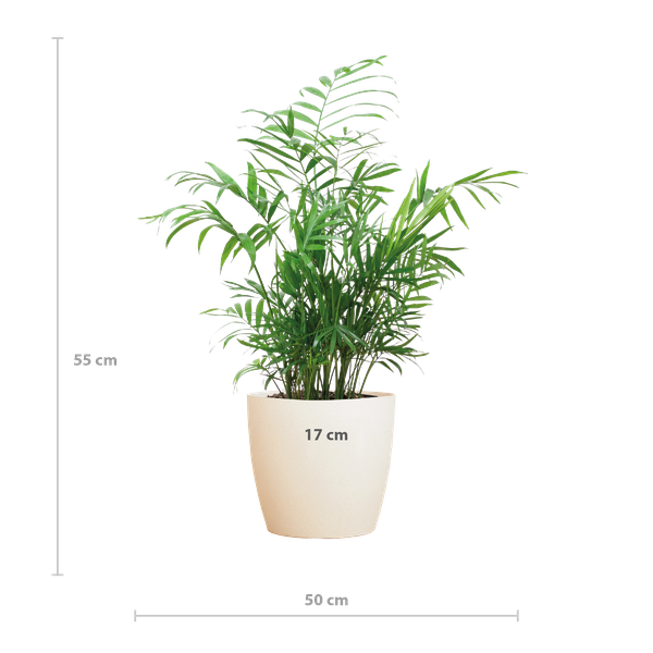 Chamadorea Elegans met Viber Pot Grijs of Wit - 55cm - Ø17