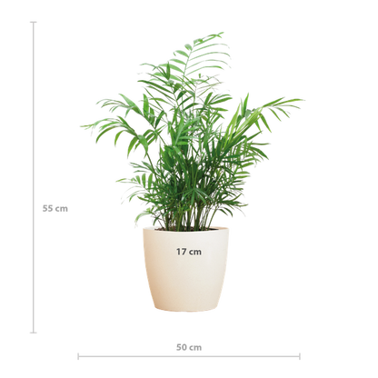 Chamadorea Elegans met Viber Pot Grijs of Wit - 55cm - Ø17