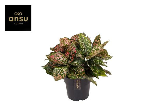 Aglaonema Pink Leopard - Ø19cm - ↕40cm