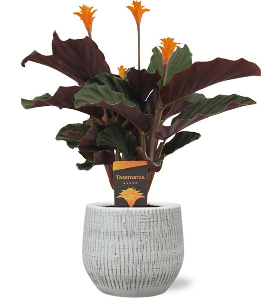 Calathea Crocata - Ø14cm - ↕40cm + Pot