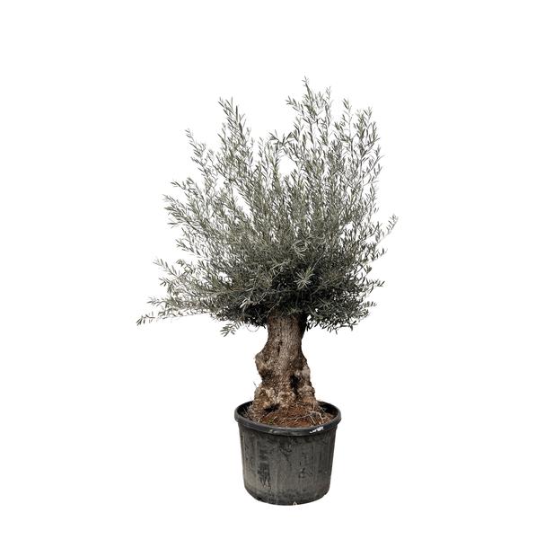 Olijfboom Europaea Bonsai - 225cm- Ø80