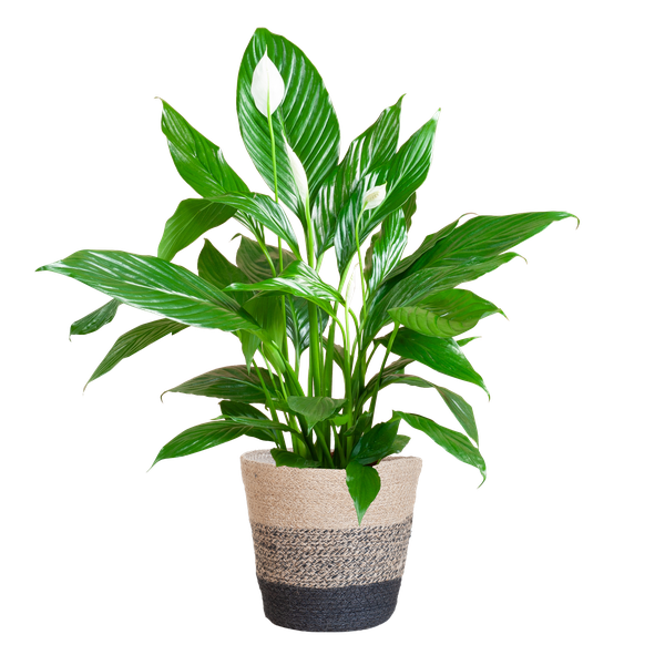 Spathiphyllum (Lepelplant) met Mand - 80cm - Ø21