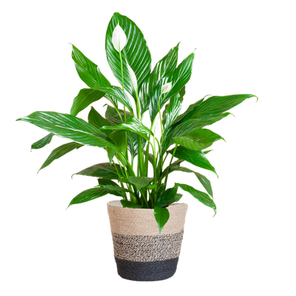 Spathiphyllum (Lepelplant) met Mand - 80cm - Ø21