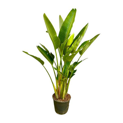 Strelitzia Augusta multi stam XXL - 225 cm - ø40