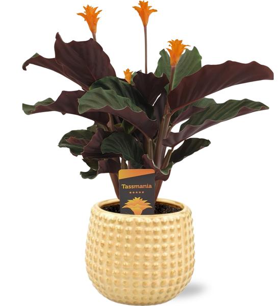 Calathea Crocata - Ø14cm - ↕40cm + Pot