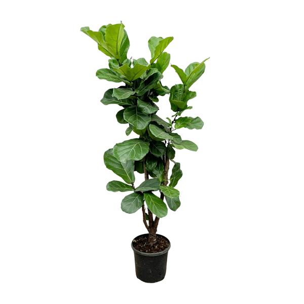 Ficus Lyrata vertakt - 180cm - ⌀32