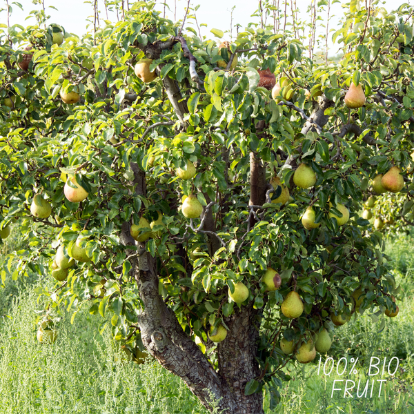 Biologische Perenboom Pyrus - 1 x Ø 20 cm - ↨ 60 cm