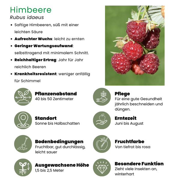 biologische frambozenplanten - Ø 13 cm - ↨ 20 cm