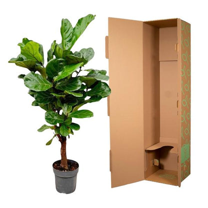 Ficus Lyrata vertakt - 160cm - ø24