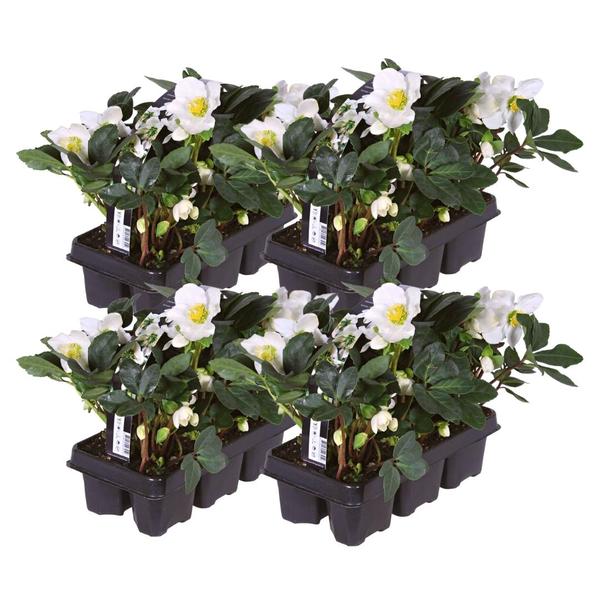 Set van 12/24/48 kerstroos planten | Helleborus niger 'Christmas Carol'