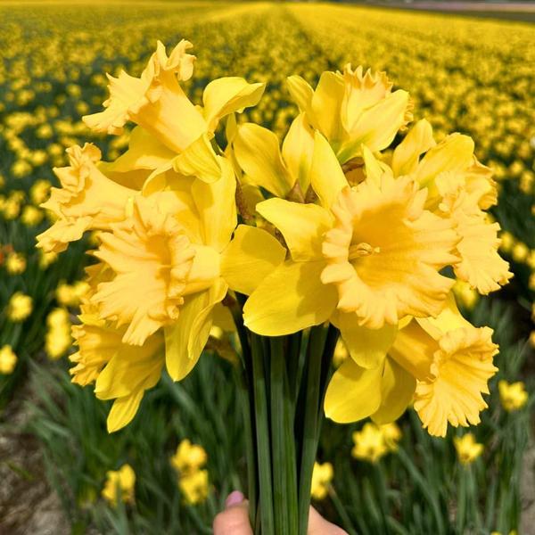 Flowerbulbs Amsterdam - Medium Holland Mix - Duurzame voordeelzak, 50 bloembollen voor 1 m2 bloemenpracht - Maat 12+