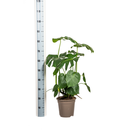 Monstera Deliciosa Tauerii Ø21cm - ↕80cm