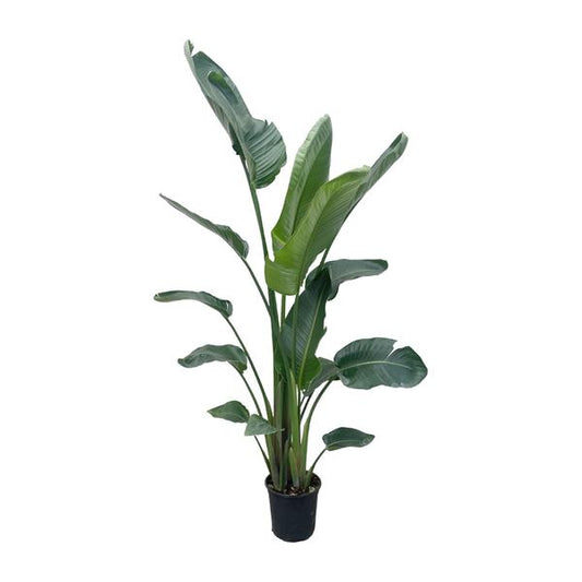 Strelitzia Nicolai XXL - 210 cm - ø27