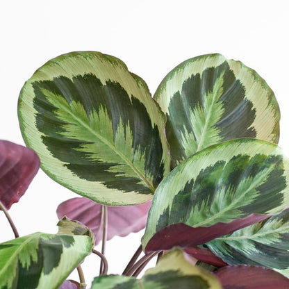 Calathea Medaillon incl Pot/Mand - 65cm - Ø19