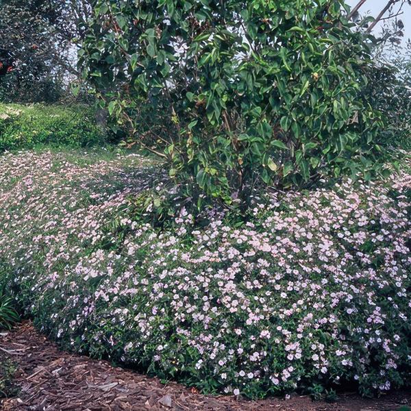 Aster ageratoides 'Asran' - ↕10-25cm - Ø9cm - Tuinplanten