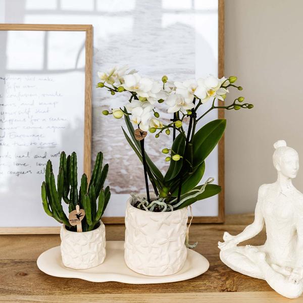 Kolibri Company | Plantenset Star Fish small | Witte Phalaenopsis Orchidee Lausanne en Succulent incl. keramieken sierpotten op wit organisch dienblad