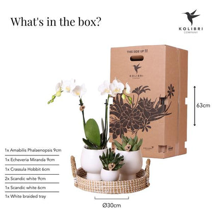 Kolibri Company | Gift set Scandic white | Plantenset met witte Phalaenopsis Orchidee en Succulenten incl. keramieken sierpotten