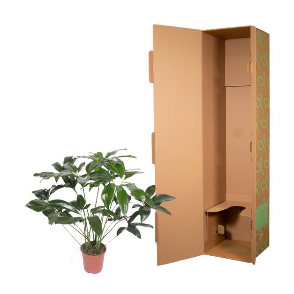 Philodendron Green Wonder - 120 cm - ø27