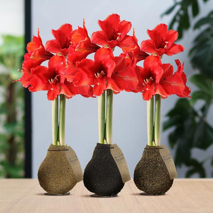 No Water Flowers® (wax amaryllis) | Naturalz Corkz Mix (3 pack) + Red flower