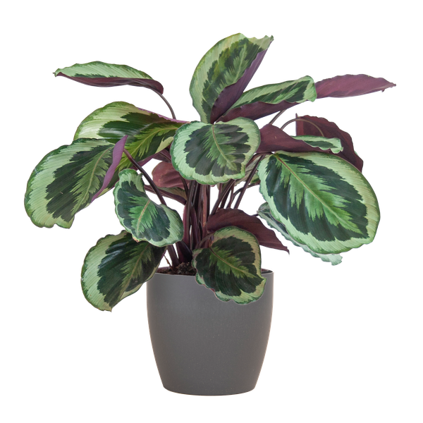 Calathea Medaillon incl Pot/Mand - 65cm - Ø19