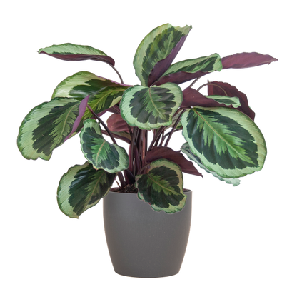 Calathea Medaillon incl Pot/Mand - 65cm - Ø19