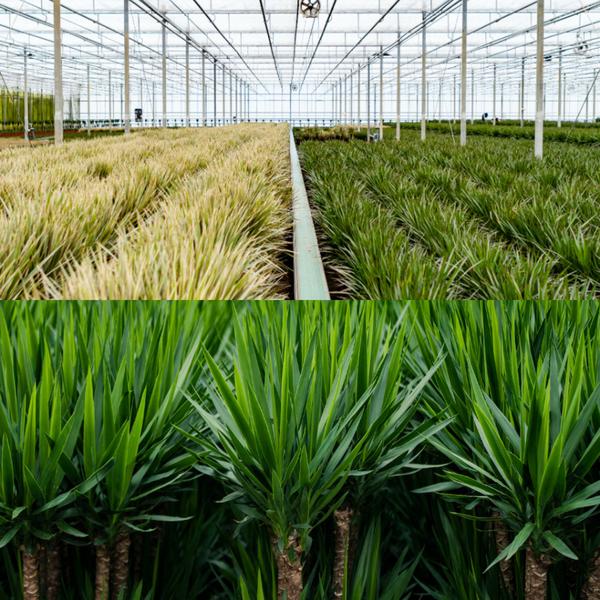 Dracaena ↨70cm - Ø17cm + Yucca ↨90cm - Ø17cm - Kamerplanten - Luchtzuiverende Planten