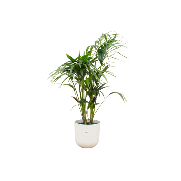 Kentia palm inclusief elho Jazz Round Pot Ø26 - 130cm-160cm