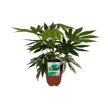 Fatsia Japonica Variegata (vingerplant - Ø19cm - ↕60cm