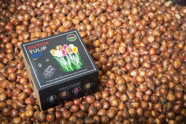 Flowerbulbs Amsterdam - Dutch Tulip Mix - Luxe box medium, 40 bloembollen voor 1 m2 bloemenpracht - Maat 12+