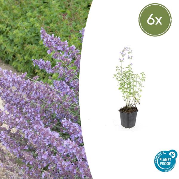 Nepeta 'Walker's Low' - ↕10-25cm - Ø9cm