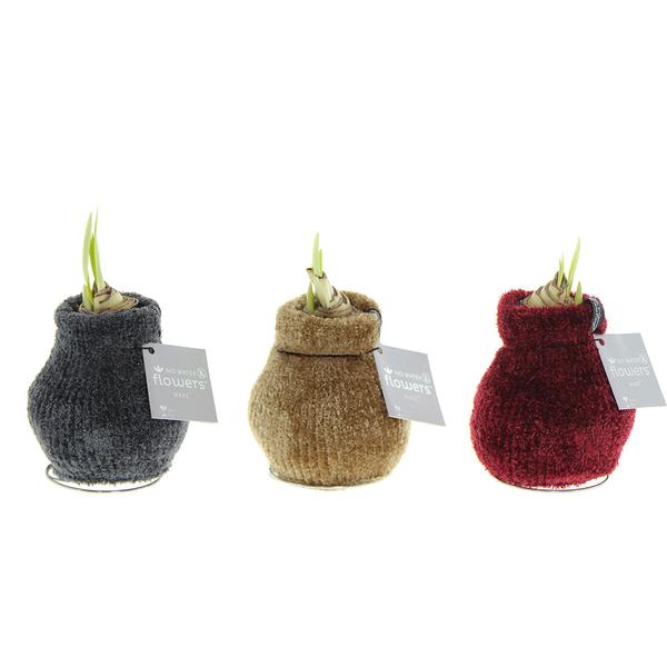 No Water Flowers® (wax amaryllis) | Fashionz Cozy Teddy Mix (3 pack) + Red flower