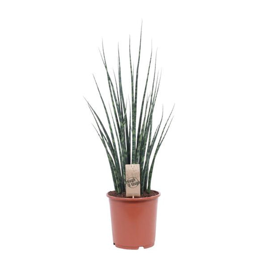 Sansevieria Fernwood Mikado - Ø19cm - ↕80cm