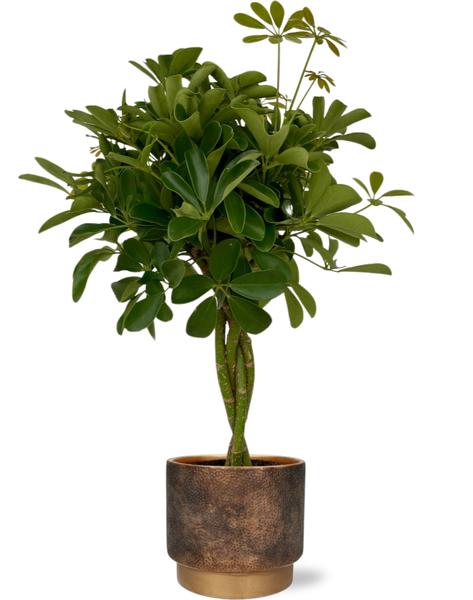 Schefflera Compacta - Ø19cm - ↕80cm + Pot