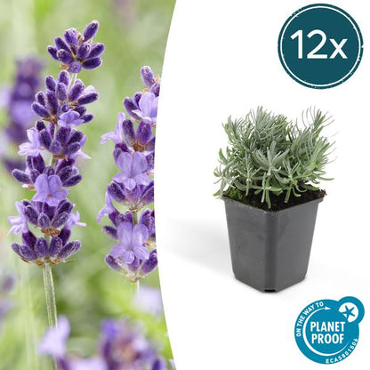 Lavandula 'Hidcote' - ↕10-25cm - Ø9cm - Lavendel - Tuinplanten