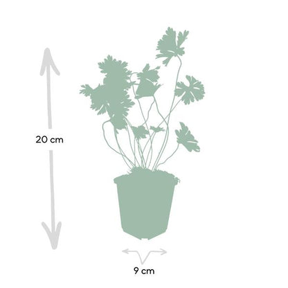 Geranium Rozanne - ↕10-25cm - Ø9cm - Tuinplanten