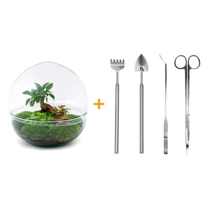 DIY terrarium - Dome XL - Ficus Ginseng Bonsai - ↕ 30 cm - Rake + Shovel + Tweezer + Scissors