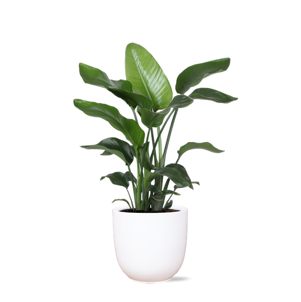 Strelitzia Nicolai - Ø21cm - ↕80cmin Boule pot