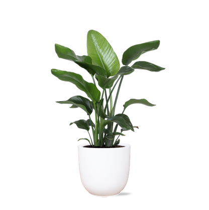 Strelitzia Nicolai - Ø21cm - ↕80cmin Boule pot