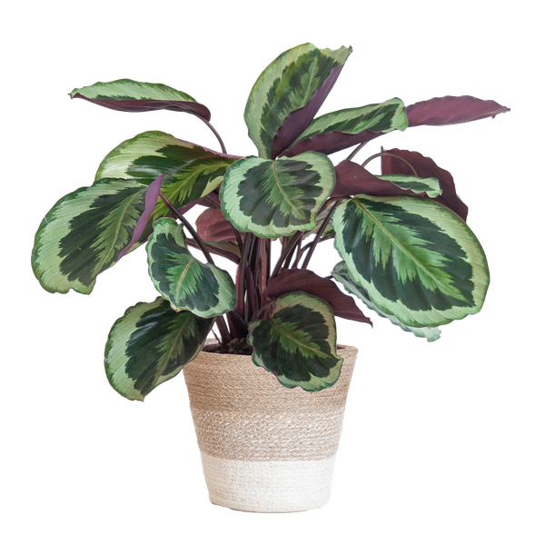 Calathea Medaillon incl Pot/Mand - 65cm - Ø19