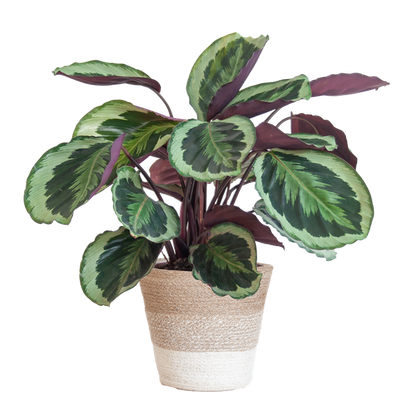 Calathea Medaillon incl Pot/Mand - 65cm - Ø19