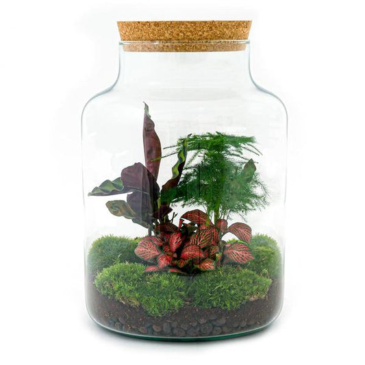 DIY terrarium - Milky - ↕ 30 cm - Normal