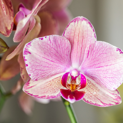 Kolibri Orchids | COMBI DEAL van 4 Phalaenopsis orchideeën - Pirate Picotee - potmaat Ø12cm | bloeiende kamerplant - vers van de kweker