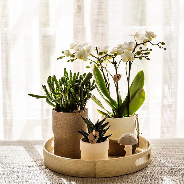 Kolibri Company | Plantenset Slow Living | Witte Phalaenopsis Orchidee Lausanne en Succulenten incl. keramieken sierpotten