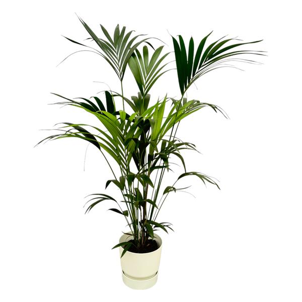 Kentia palm inclusief Elho Greenville Round Pot - 160cm - Ø30