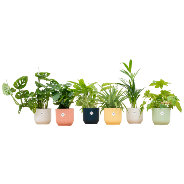 Verrassingsbox - 6 planten inclusief elho Vibes Fold Round Ø14