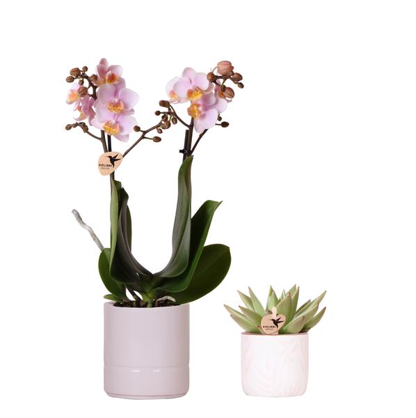 Kolibri Company | Plantenset Valentijn 'Pastel Pink' | Roze Phalaenopsis Orchidee Portugal en Succulent incl. keramieken sierpotten