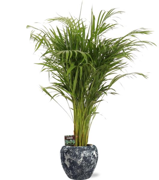 Dypsis Lutescens(areca palm) - Ø21cm - ↕110cm + Pot D24x22cm - Luchtzuiverende kamerplant - Diervriendelijke plant